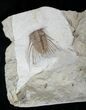 Exquisitely Spiny Kettneraspis Trilobite - Oklahoma #15376-1